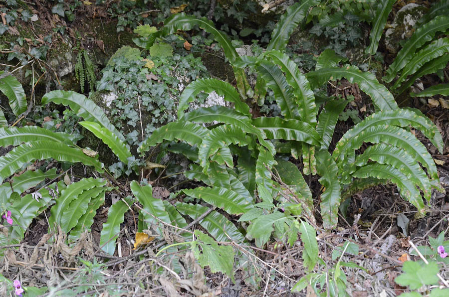 Phyllitis scolopendrium